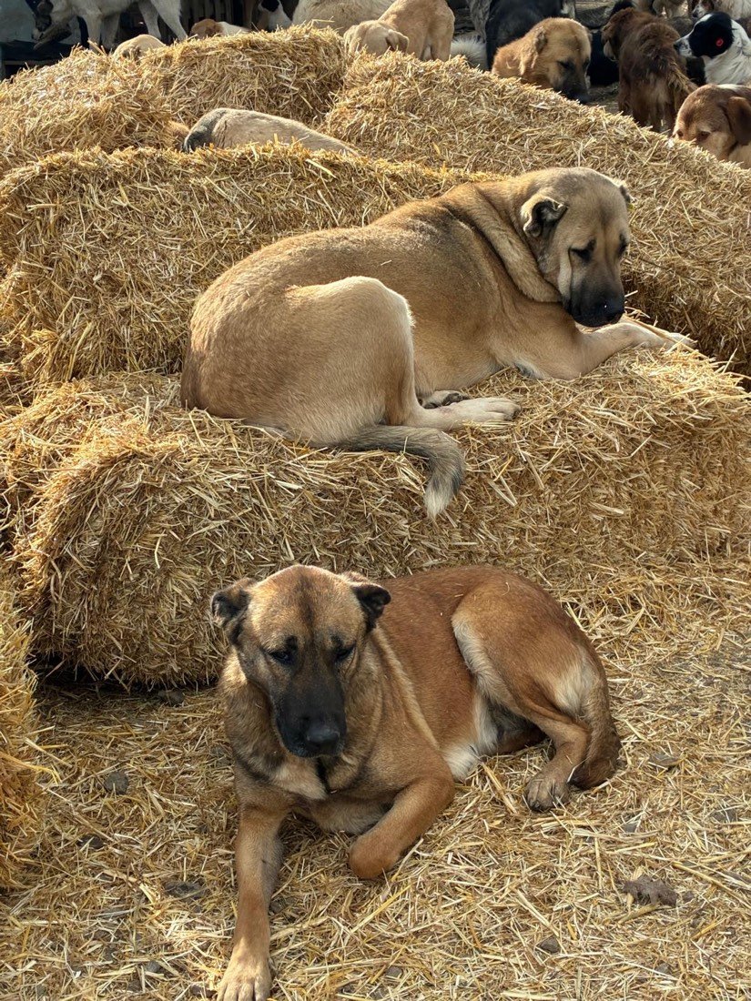 Castor & Pollux