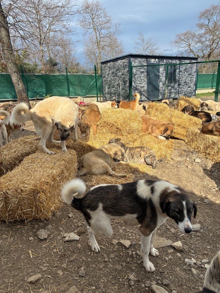 Dogs bedded down on straw