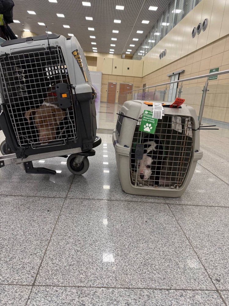 Travel crates at the airport