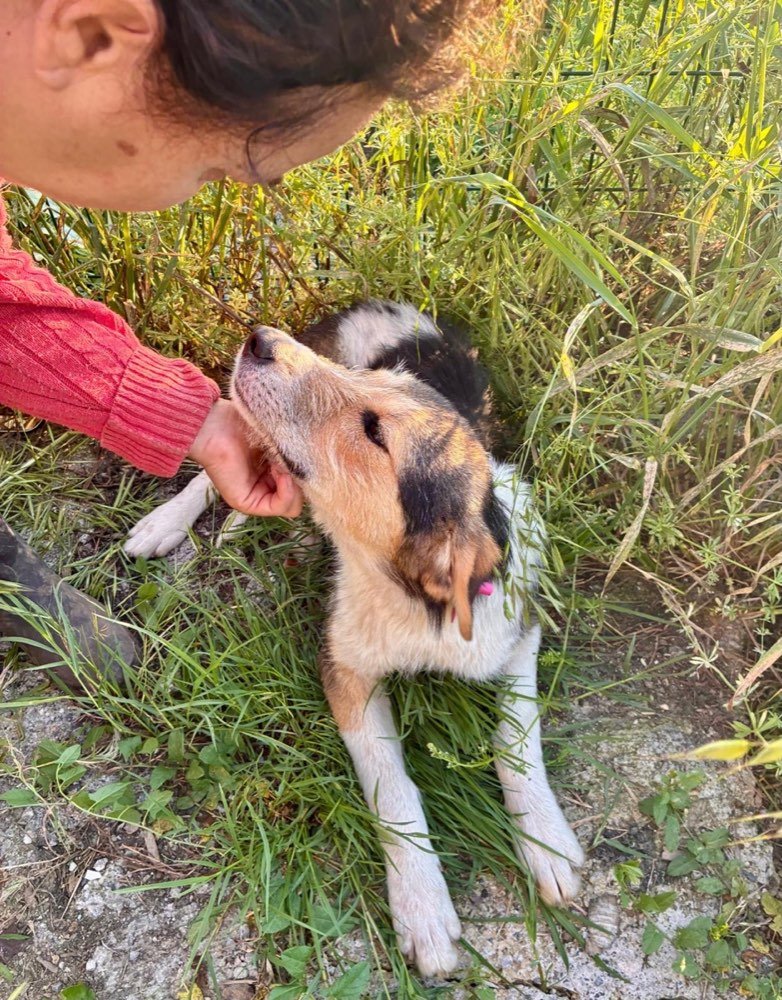 Puppies handed over to be carried out