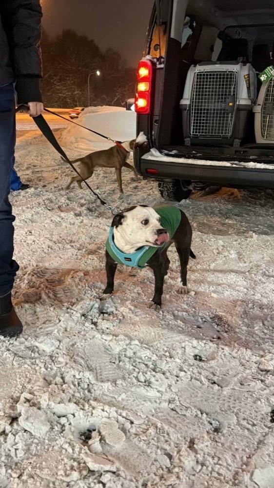 A dog in a coat against the cold