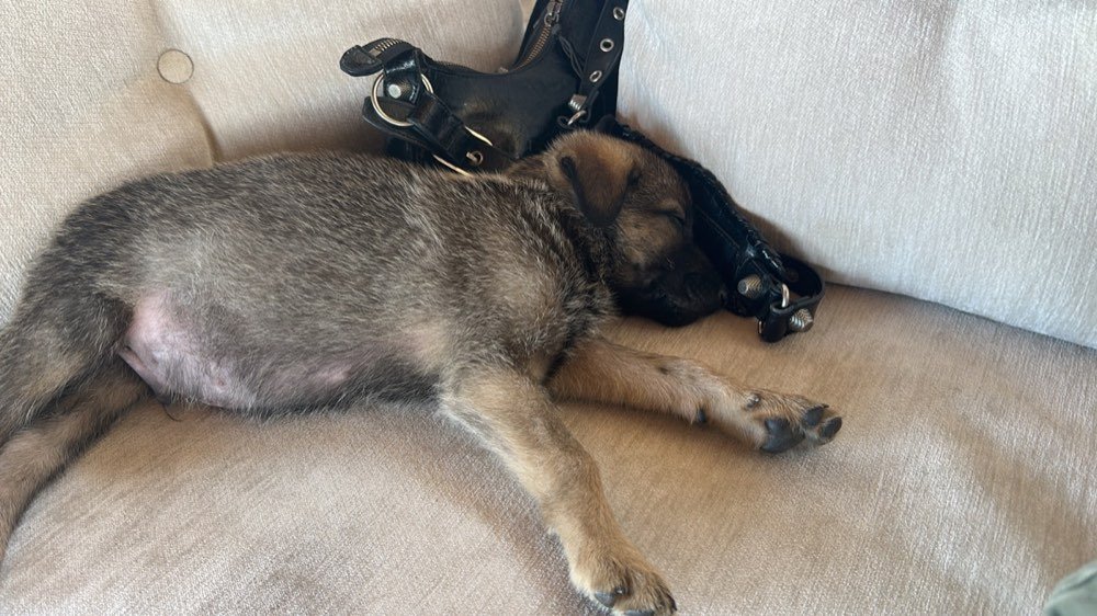 A dog asleep, safe
