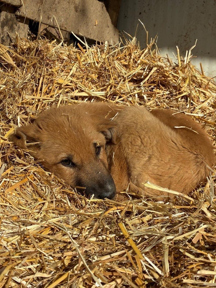 One of the dogs on the land