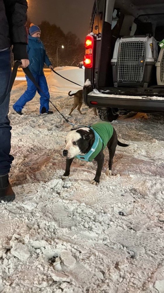 A dog in a winter coat