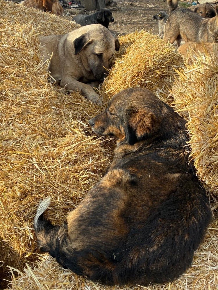 Puppies on the ground where they live