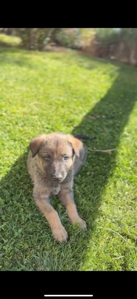 Doccio on the grass, safe