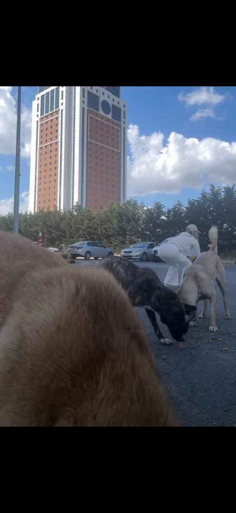 Istanbul: feeding the street dogs