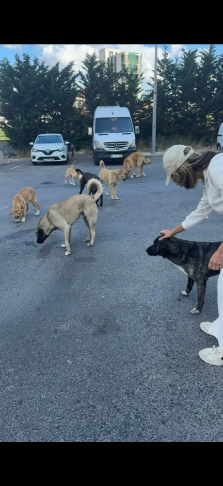 Istanbul: feeding the street dogs
