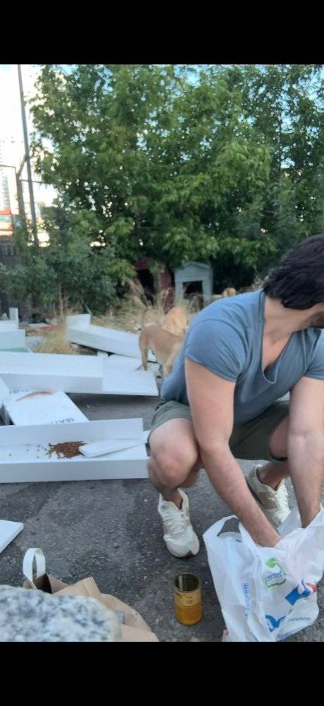 Istanbul: feeding the street dogs