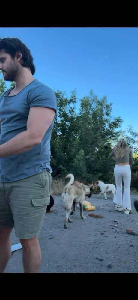 Istanbul: feeding the street dogs