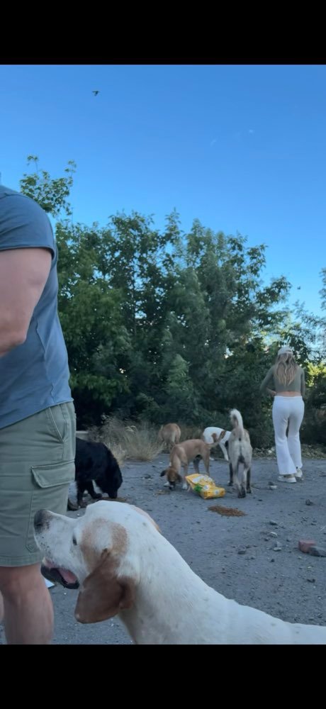 Istanbul: feeding the street dogs