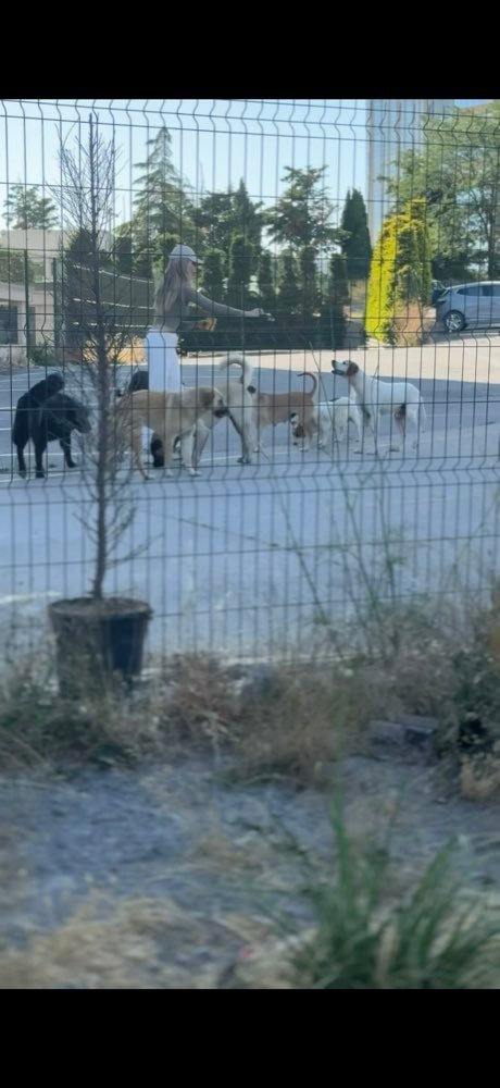 Istanbul: feeding the street dogs