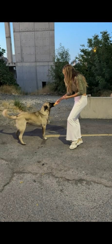 Istanbul: feeding the street dogs