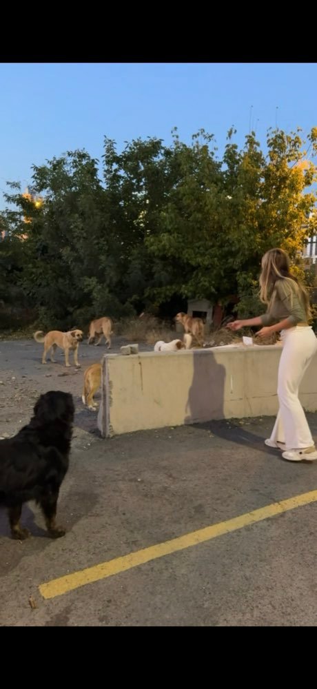 Istanbul: feeding the street dogs