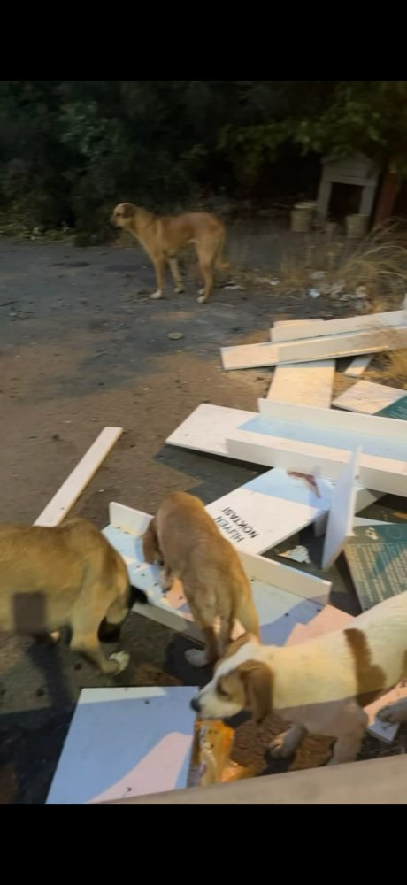 Istanbul: feeding the street dogs