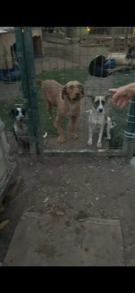 Istanbul: feeding the street dogs