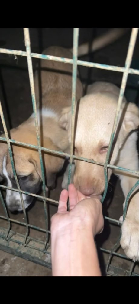 Istanbul: feeding the street dogs