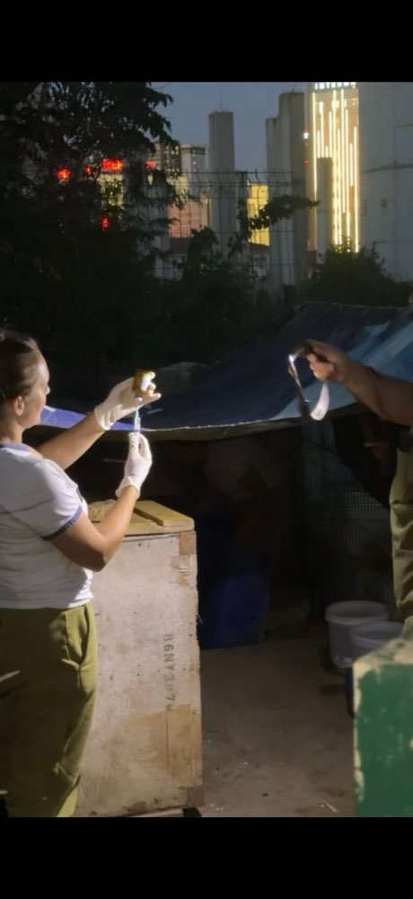 Istanbul: feeding the street dogs