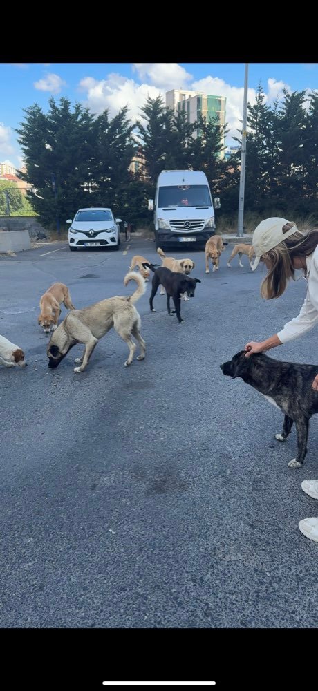 Istanbul: feeding the street dogs